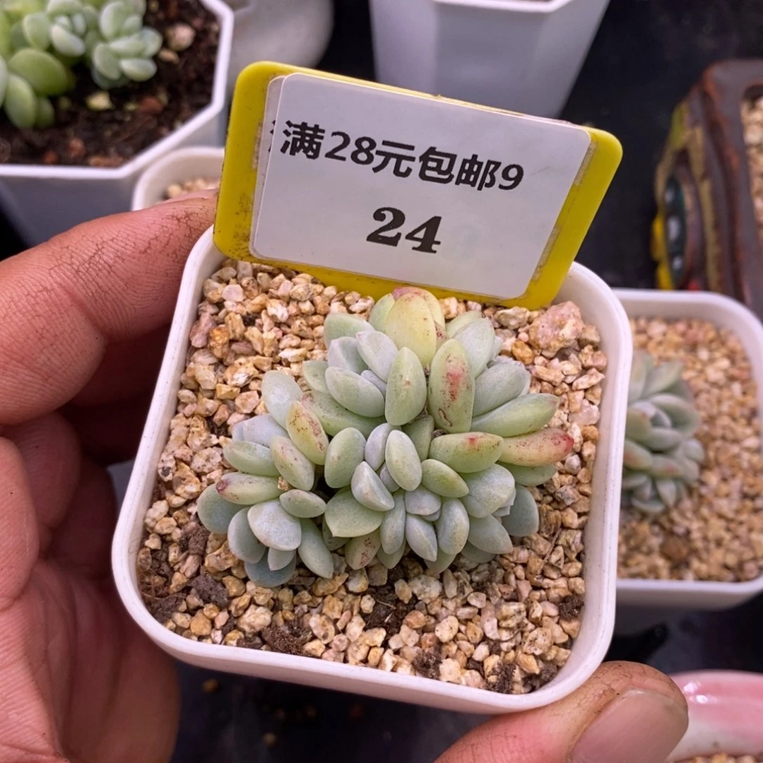 *****924冰玉7头多肉…………