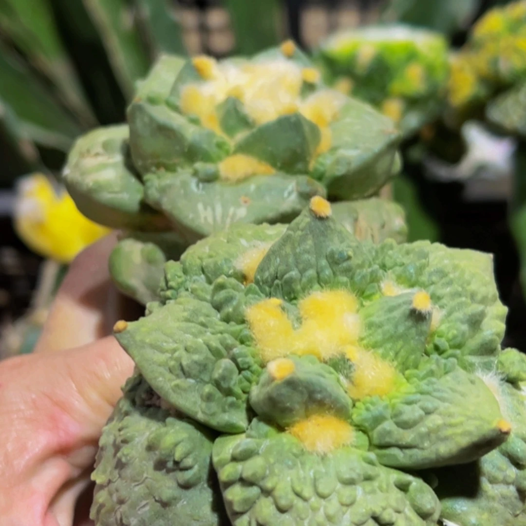 ￴***￴无花朵福利怒涛牡丹142.086