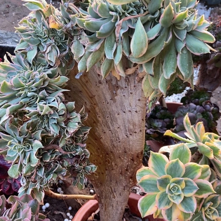 A***A037灿烂缀化老桩老桩