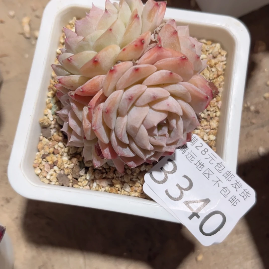 大3340（v d b v b n b n