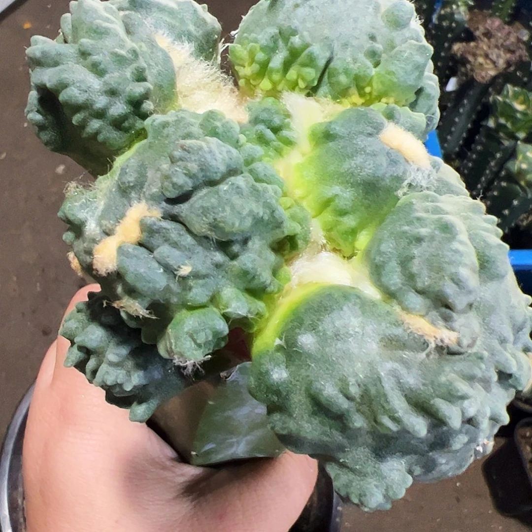 无花朵福利外星变尤怒涛501