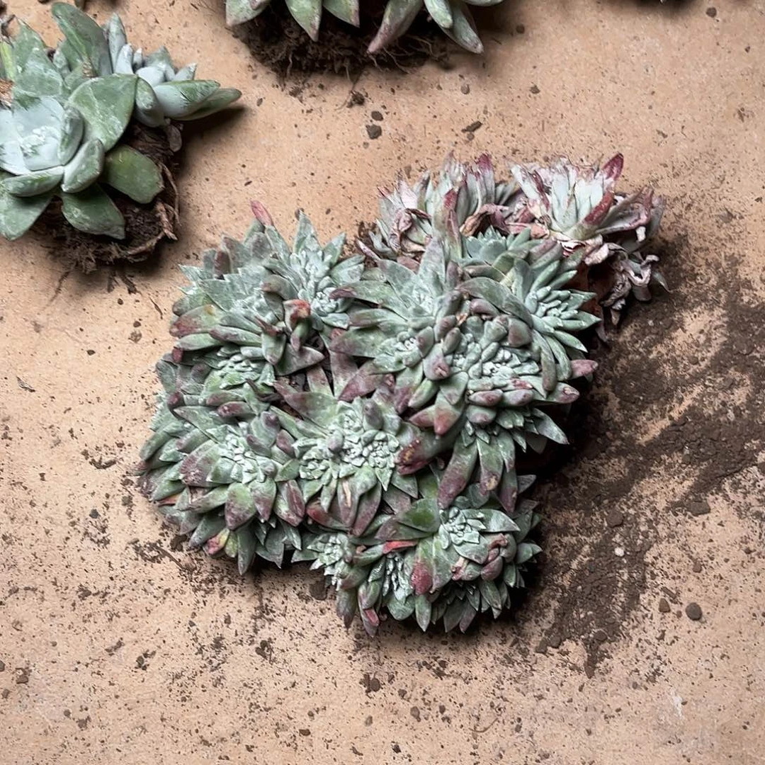 9465瑕疵两颗多肉