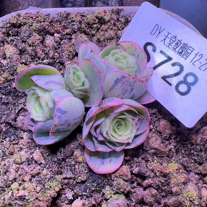 三碗糖糖728   不知名