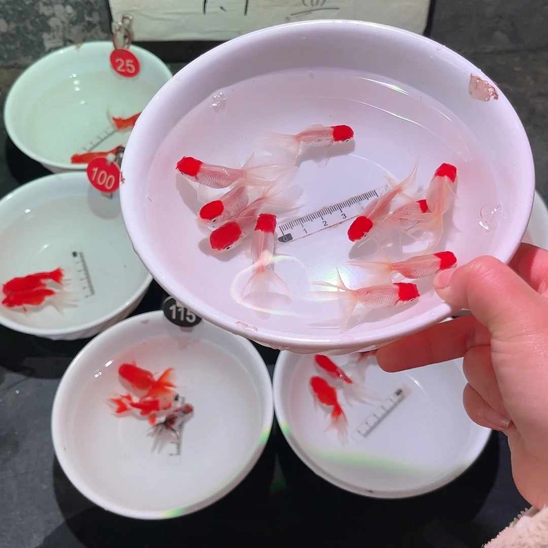 海水鱼2641111111111111