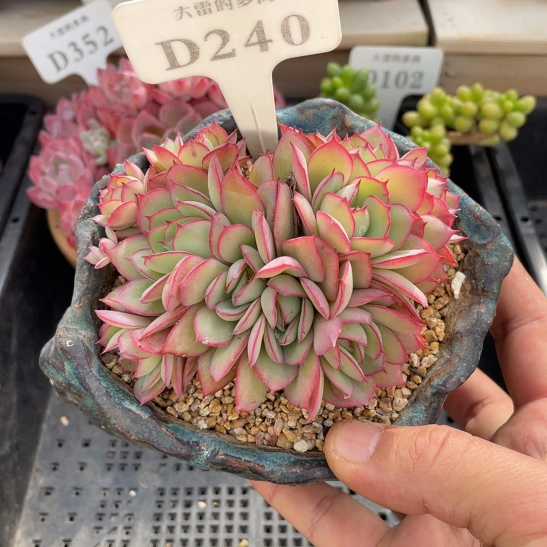 240牡丹亭不带盆10厘米