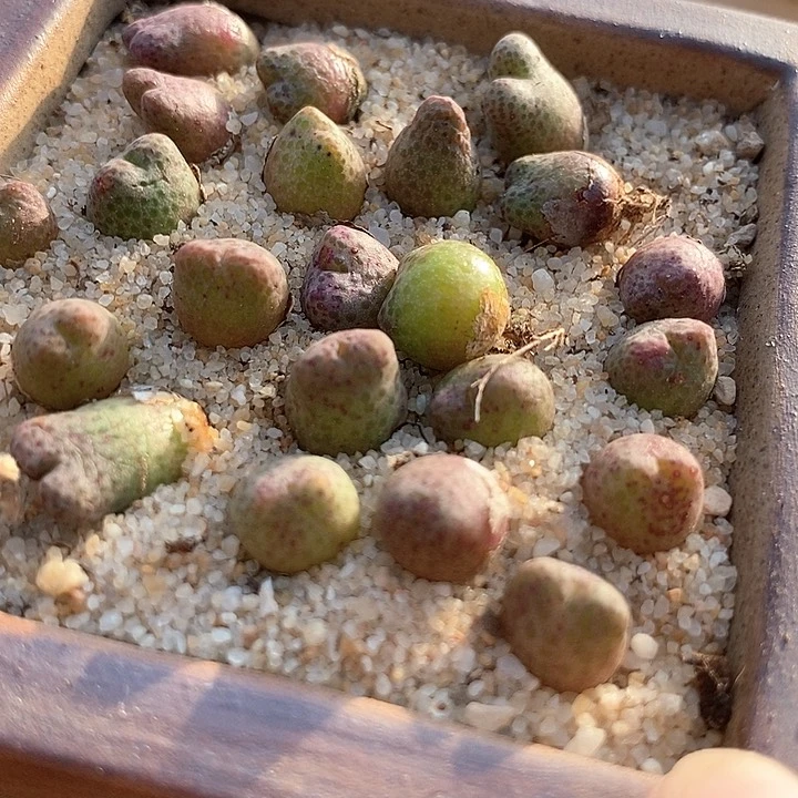 19507单头955d斑马一颗