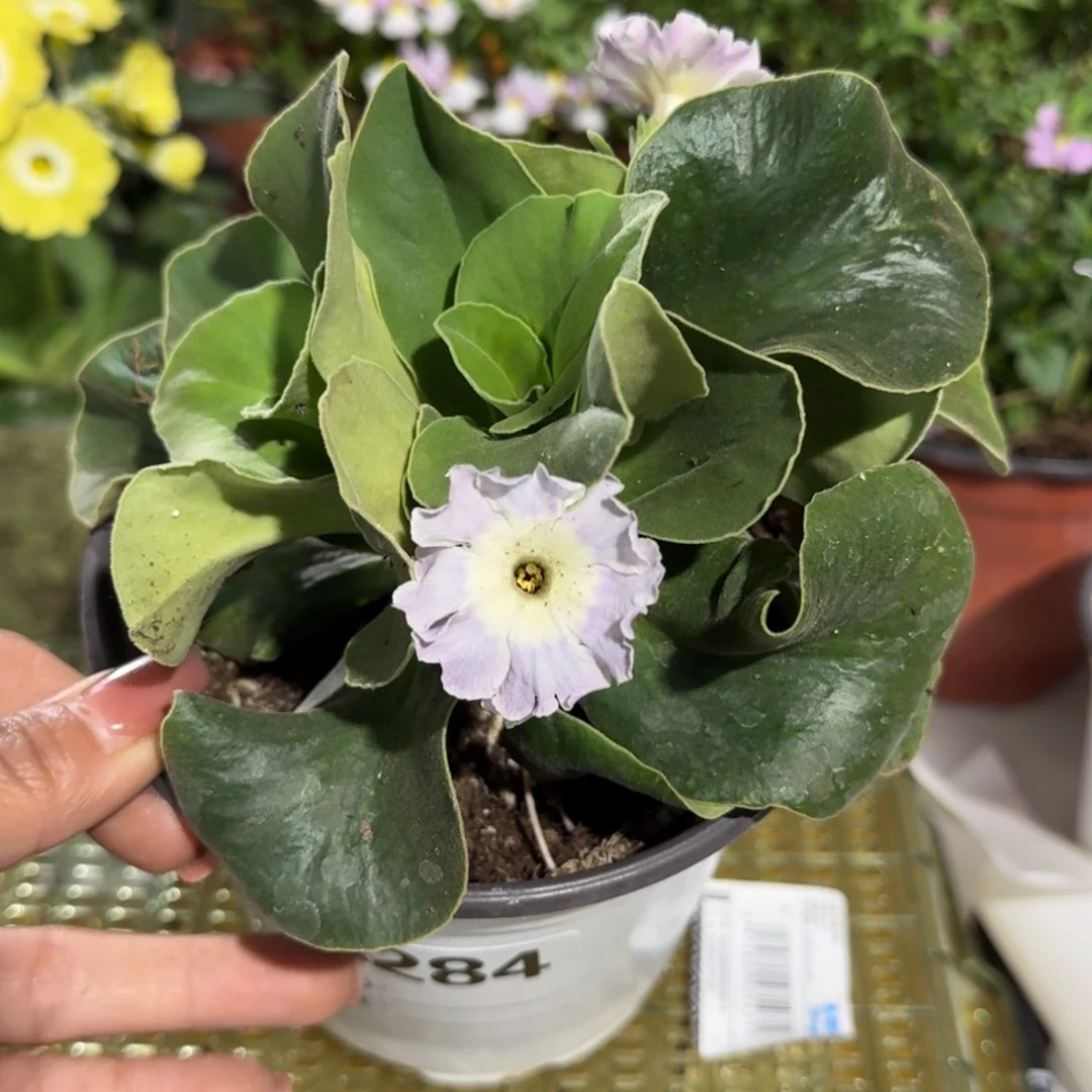 一物一拍耳叶报春A284