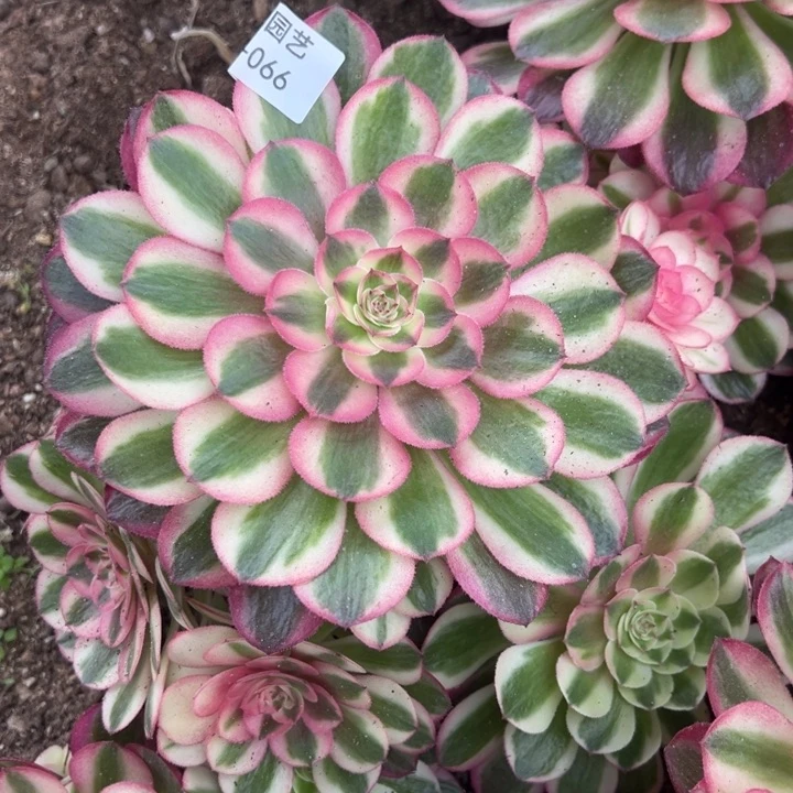 荔枝多肉植物066