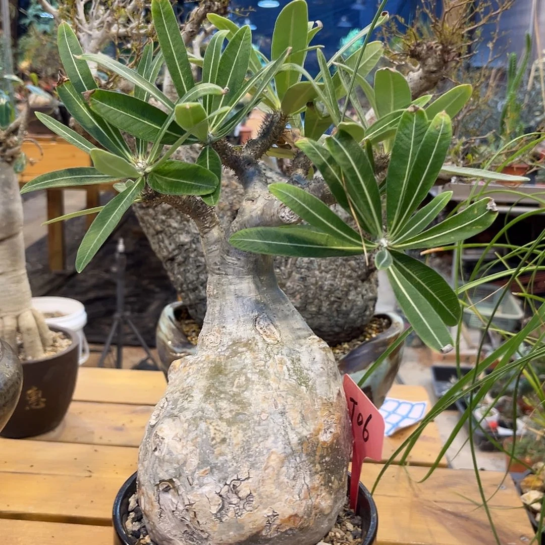 汤圆植物象牙宫哈