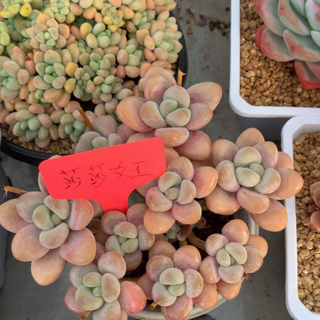 香水洛神6262626262