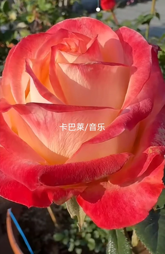 卡巴莱/音乐切花玫瑰