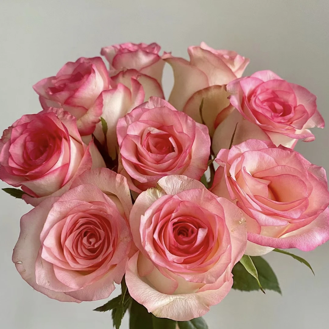 【如熙臻选】艾莎——单头玫瑰鲜花