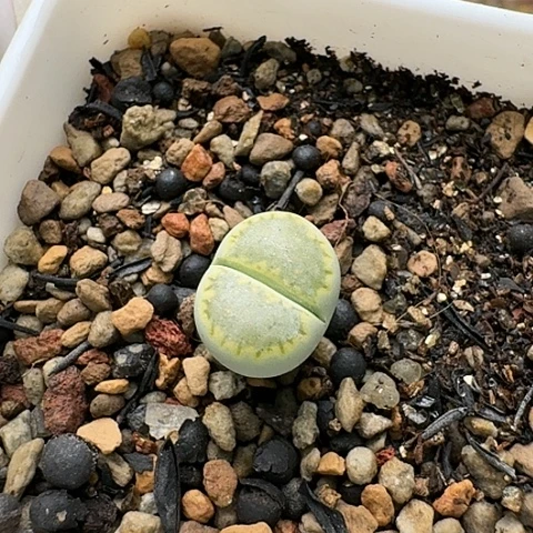 3608，绿饼干净窗带盆发货