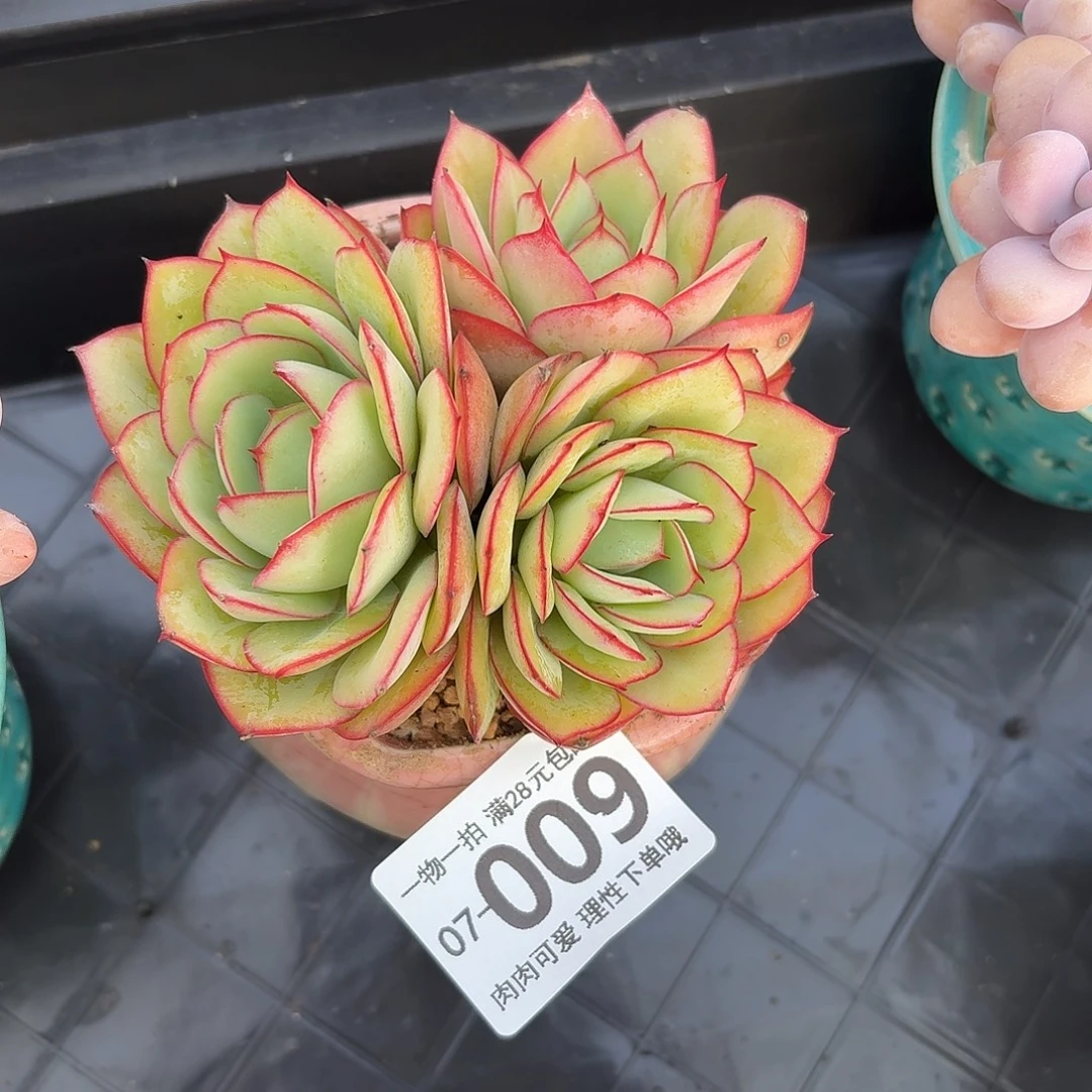 牡丹亭多肉无盆土发货无盆土发货无