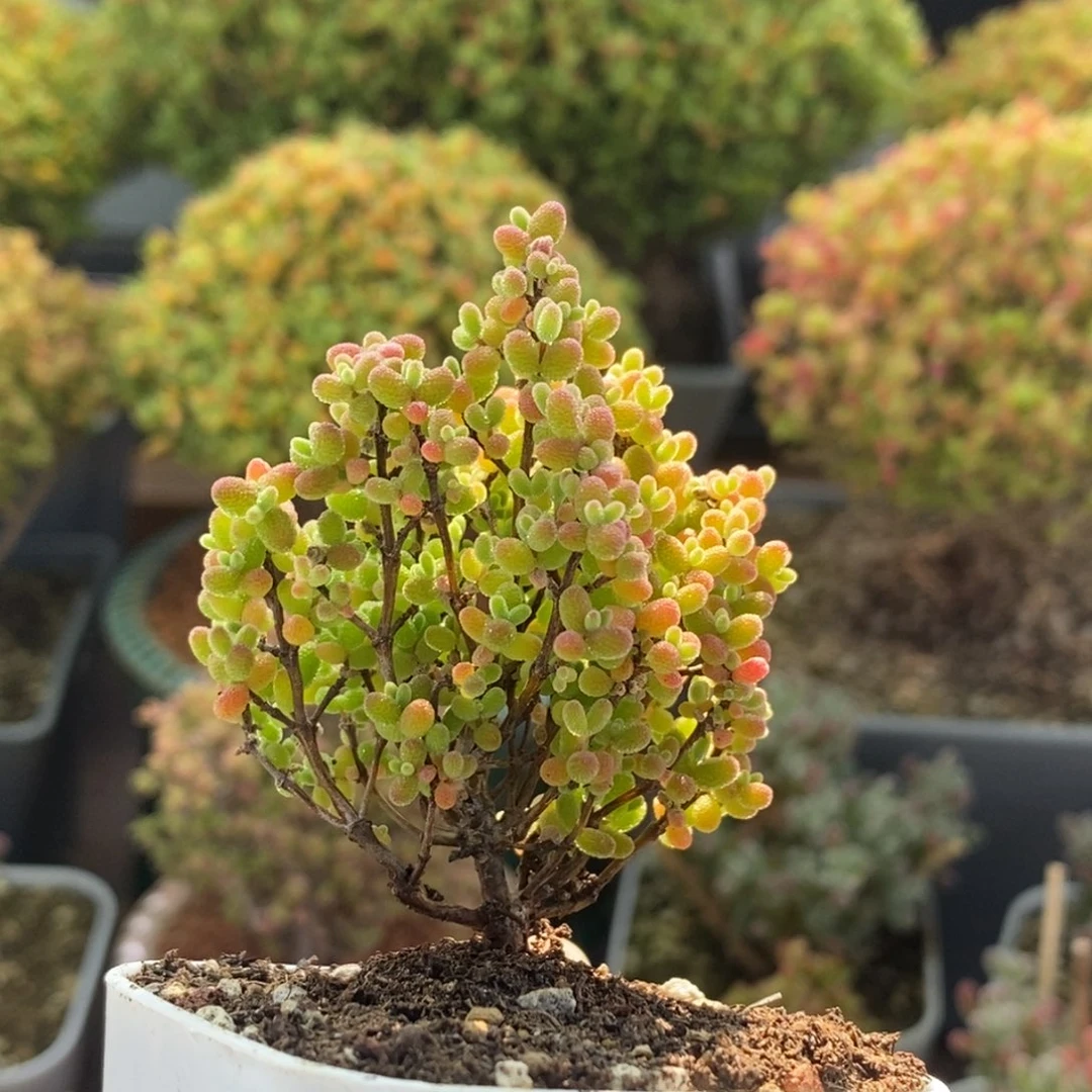 蜜橘糖球2194枝干番杏