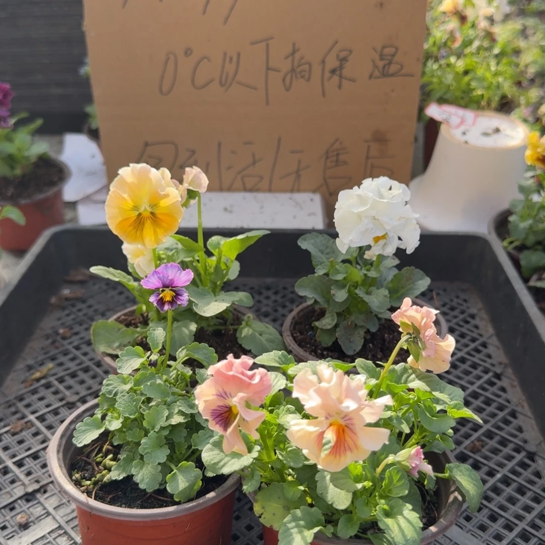 大部分花苞少量开放100