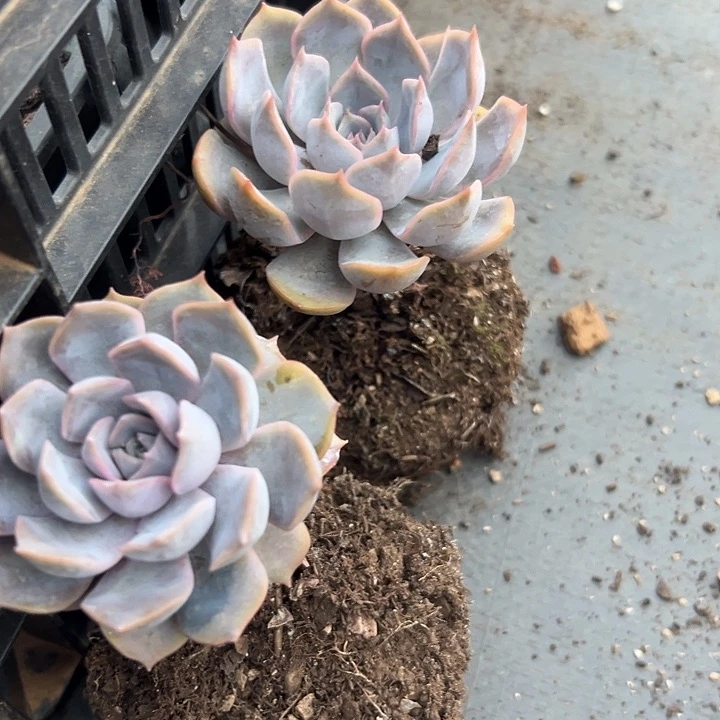 无花朵菲欧娜两盆。