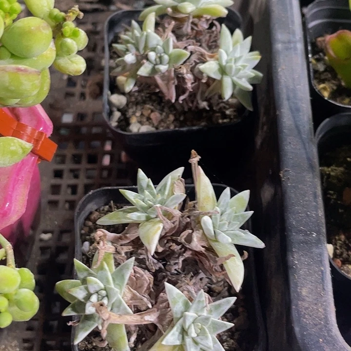 白菊群2.8带盆土发