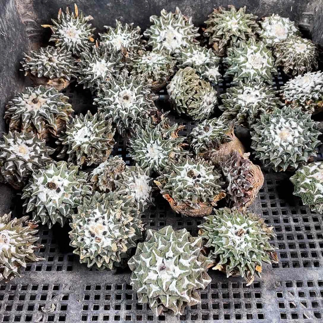 4.2cm福利无根大黑牡丹