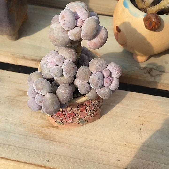 胭脂精品多肉橙雪球001