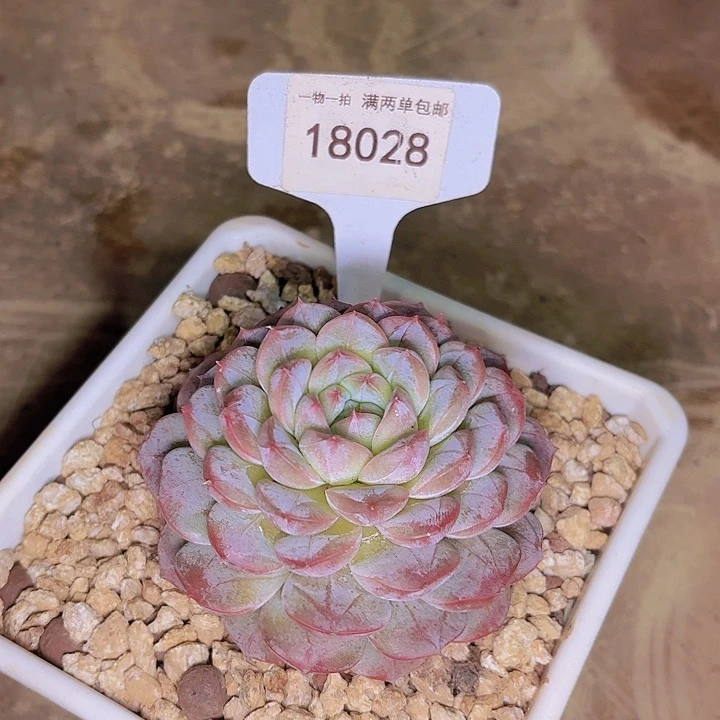 咕***?珍龙一物一拍18028