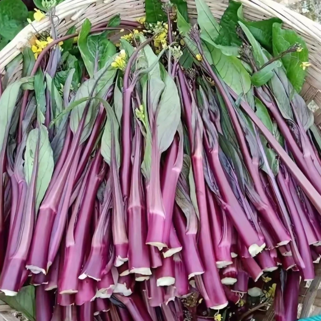 湖南特产农家红菜苔现摘新鲜