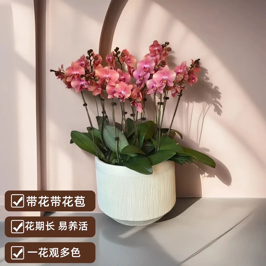 【金鲑鱼】 室内蝴蝶兰  带花带花苞 高端花卉