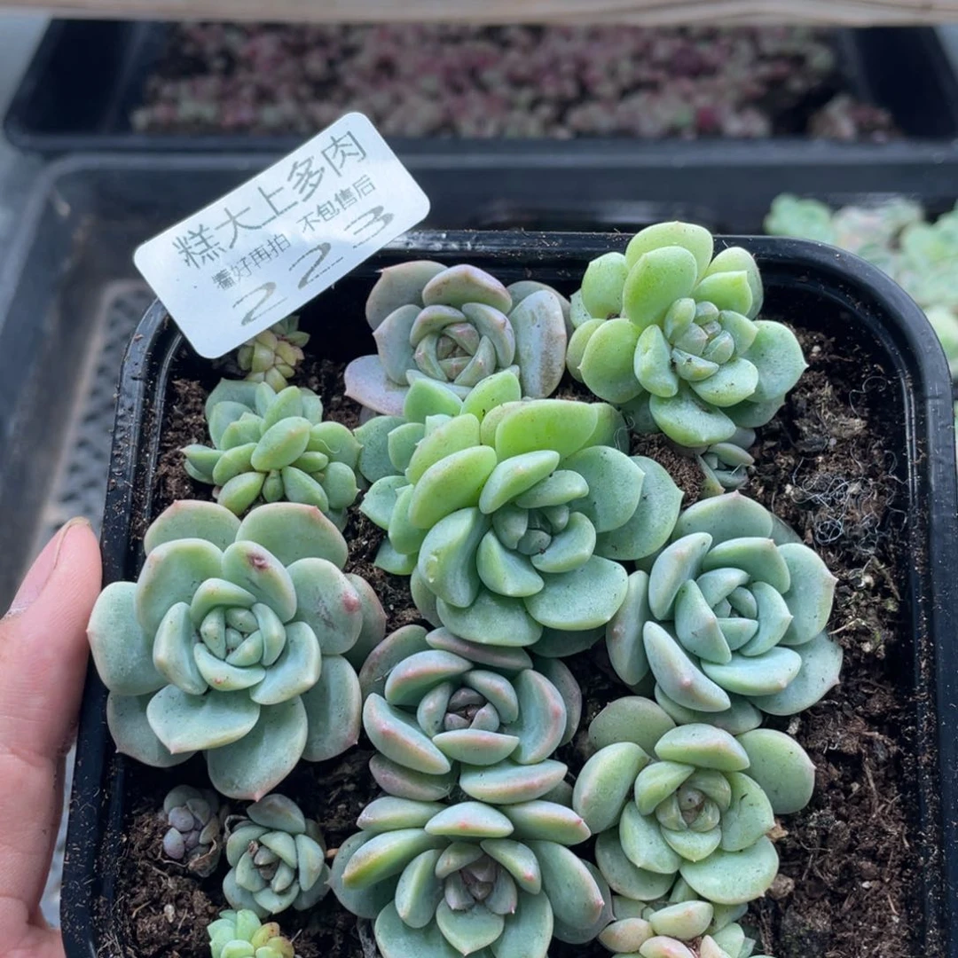 糕大上多肉植物223