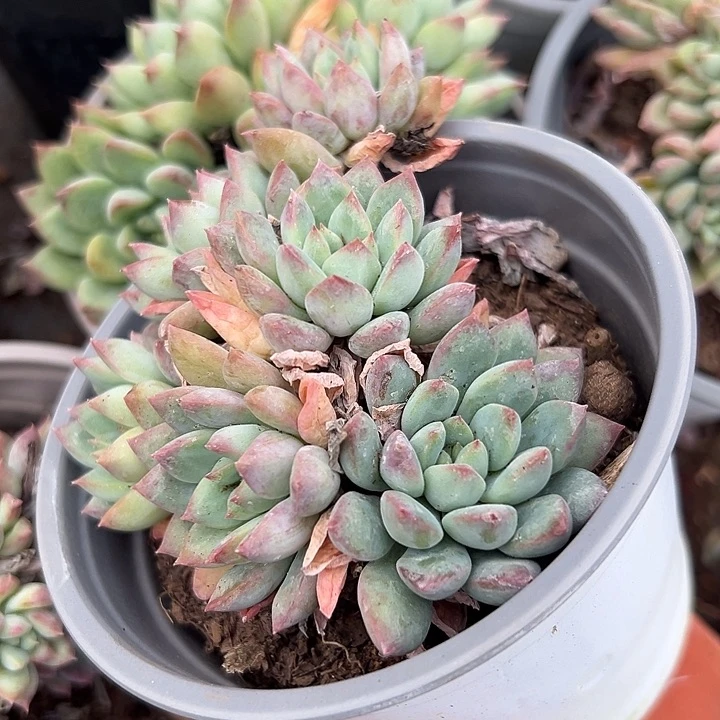 二代虞。