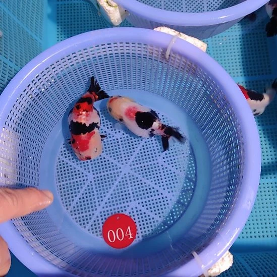 金鱼004兰寿两只特价顺丰包邮