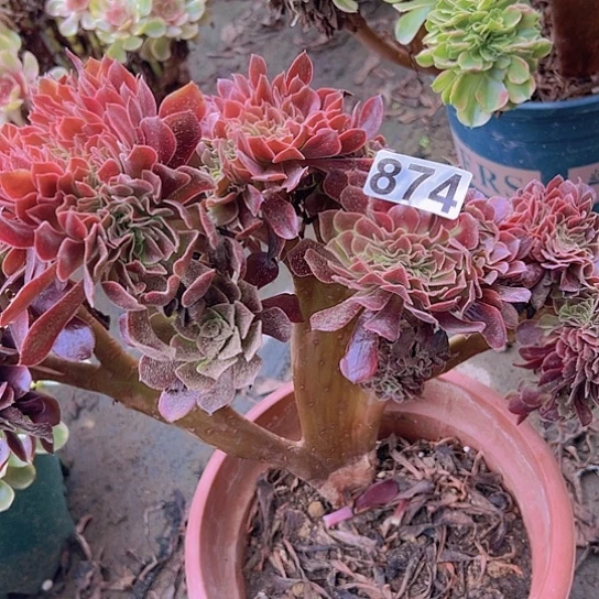 ꧁***꧂多肉植物一个欧嘉莉追