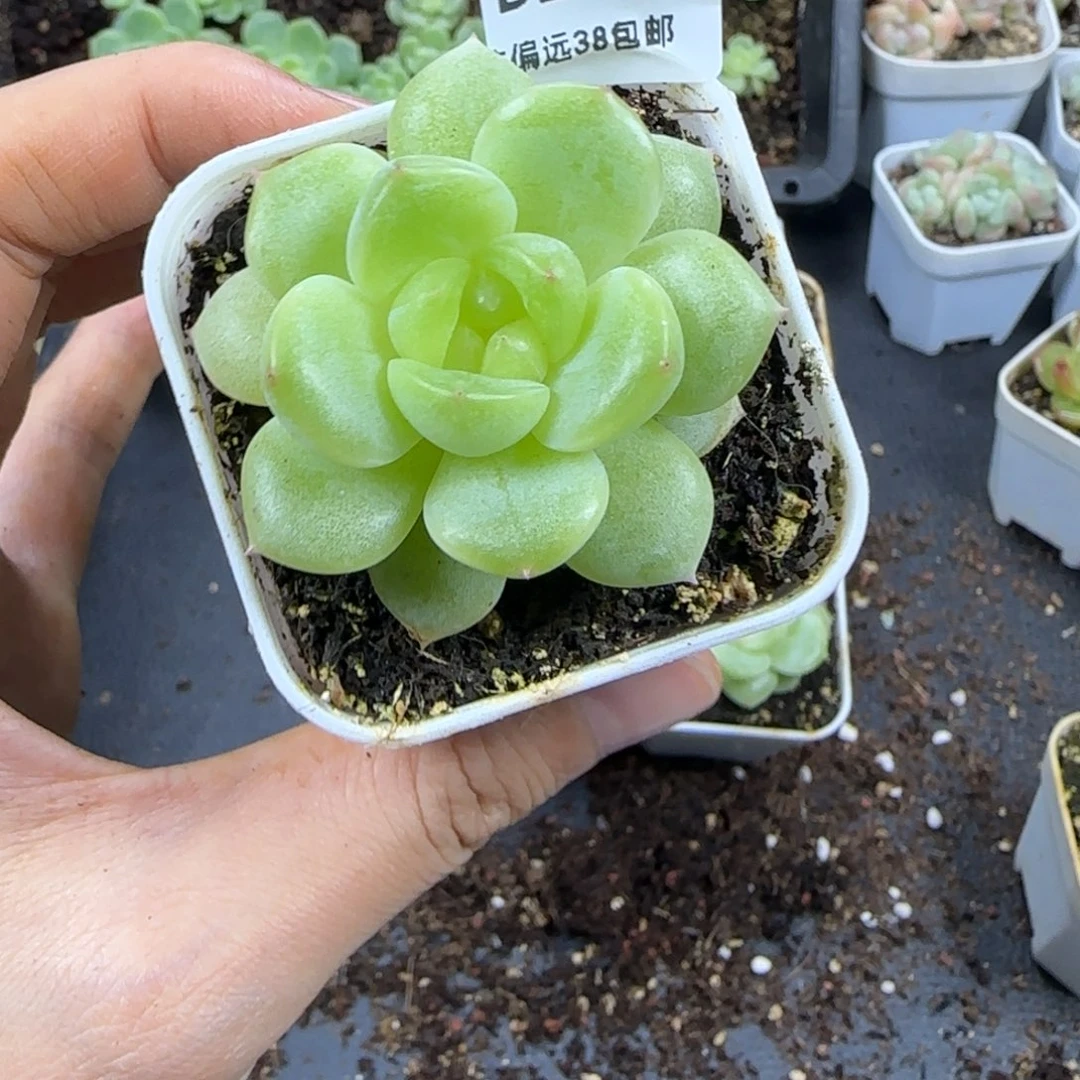 东篱下多肉植物18哈哈哈哈
