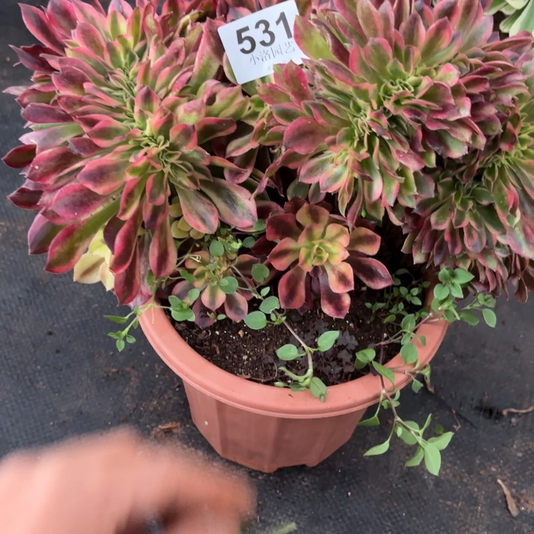 安***～531号洛神缀化多肉植物