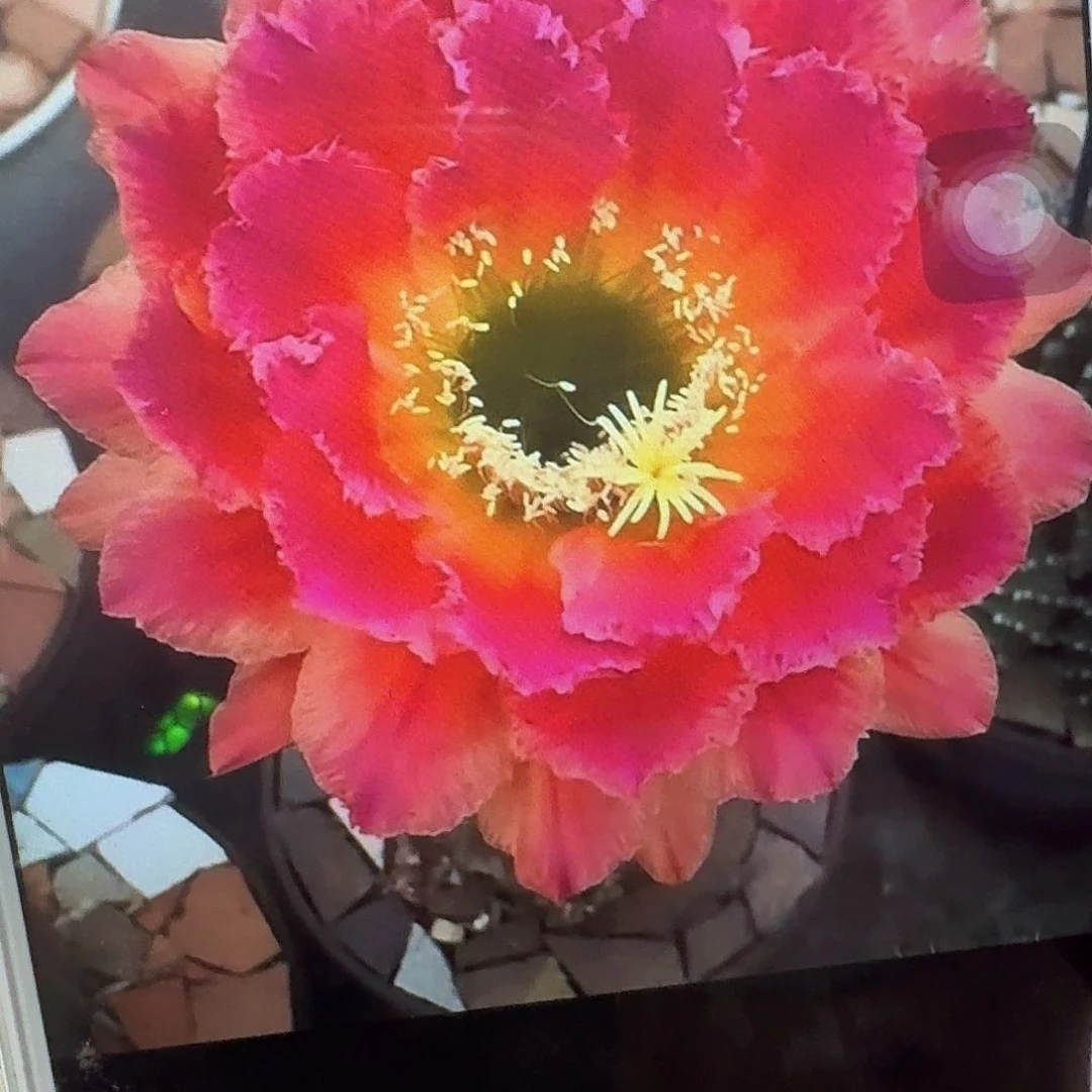 春春侧芽5公分毛花柱仙人球