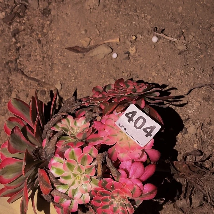 404粉铜多肉植物不售后