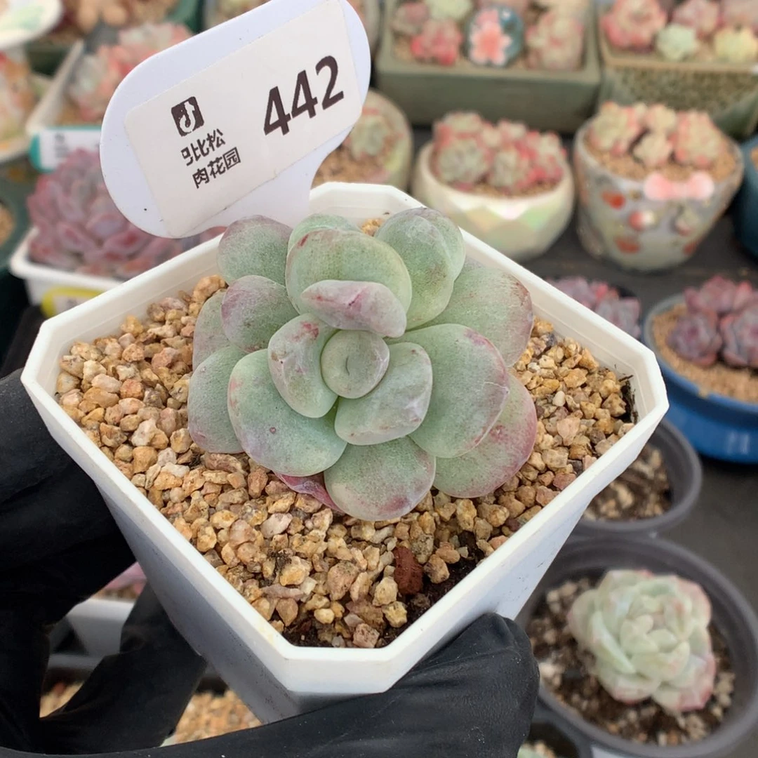 442 冰玉石化多肉多肉