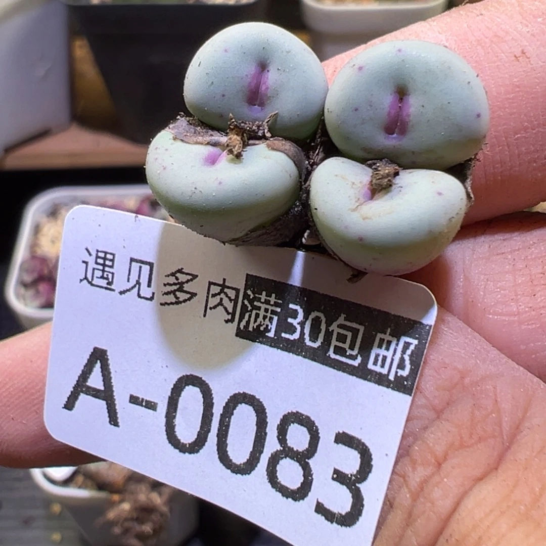 多肉植物111111111111