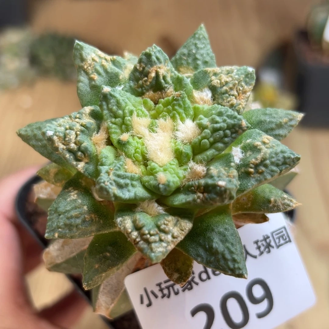 领***军209 仙人球的牡丹