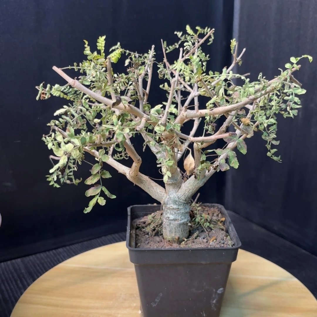 木 尼勒达乳香实生带盆土