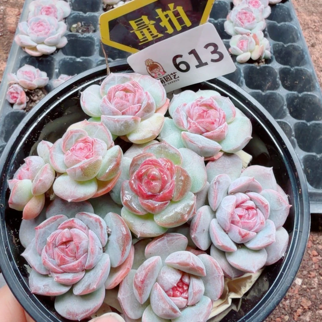 多肉植物多肉植物