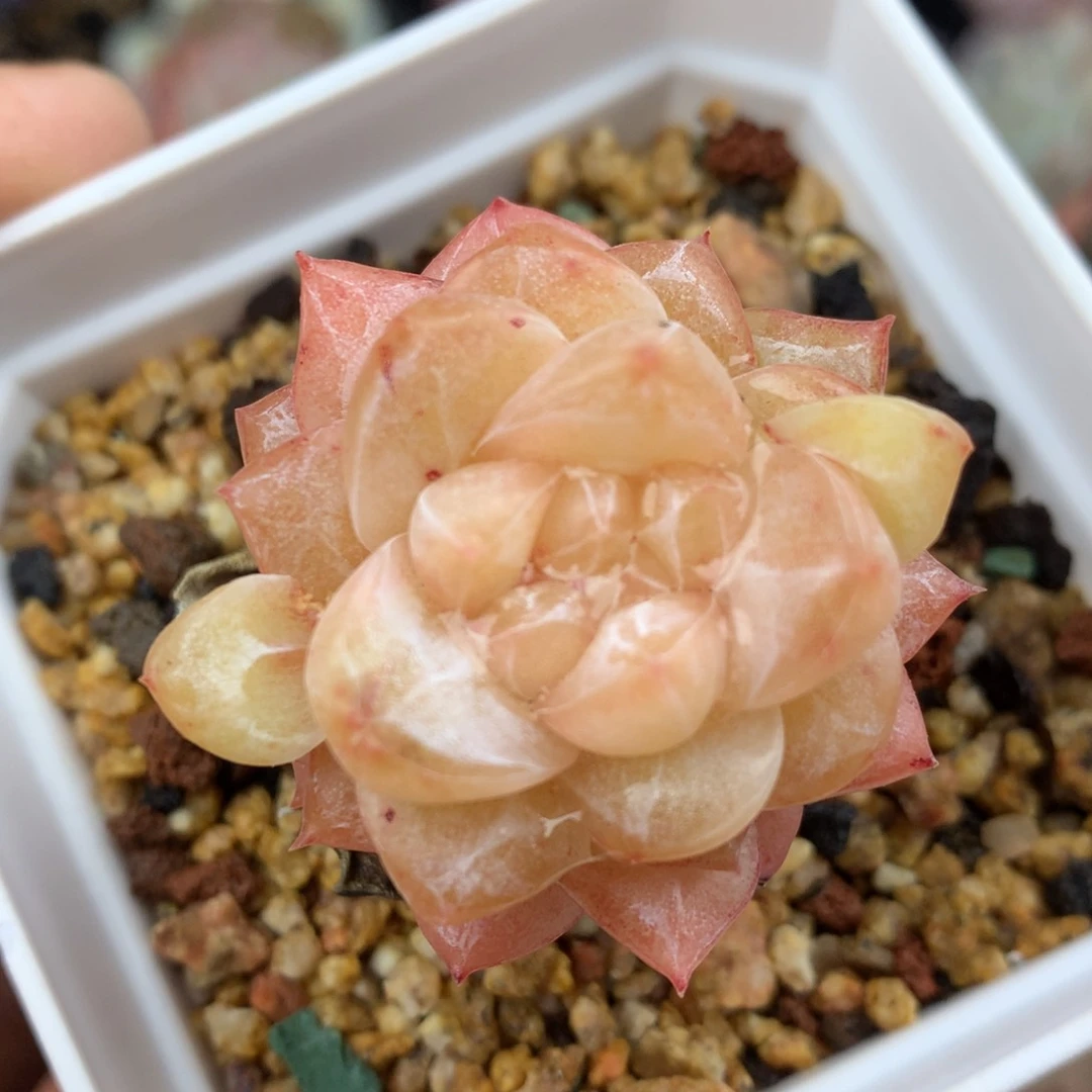 0128-32 粉钻优选