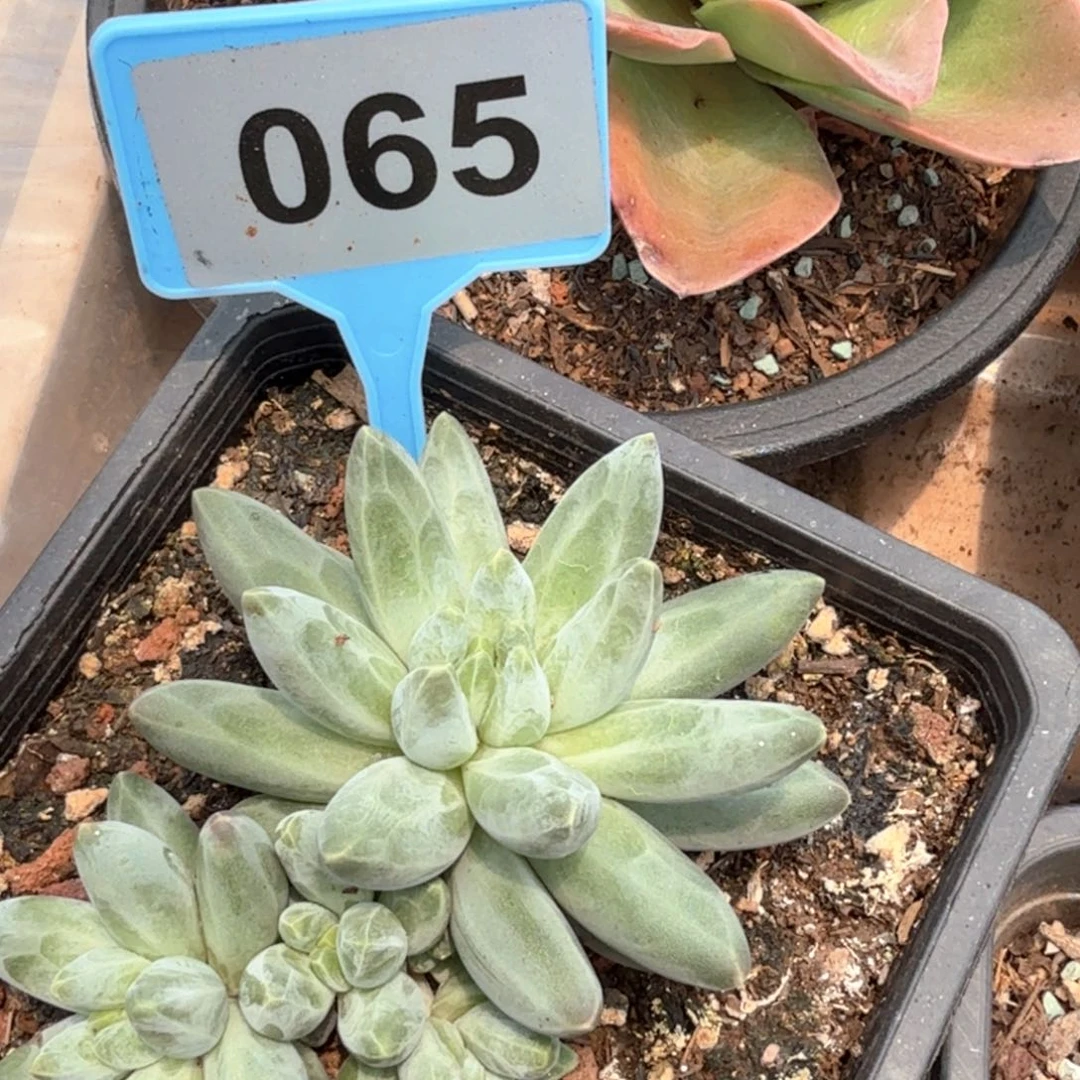伊卡鲁斯多肉植物065