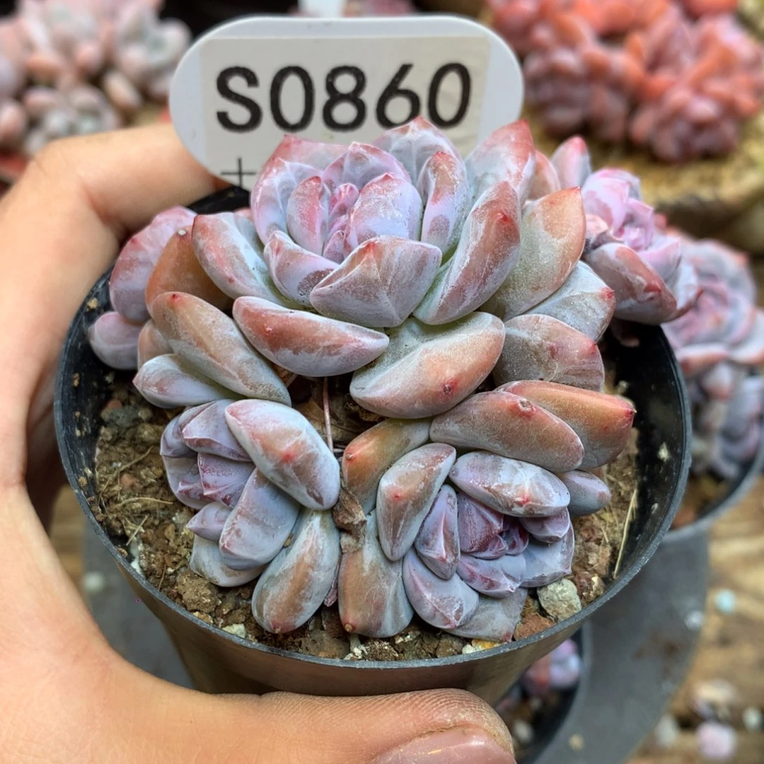S0860 突尼斯 模特同款