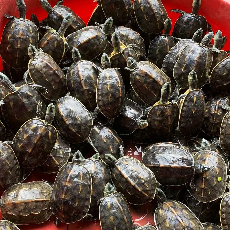 2只外塘冷水花龟主要就是断指甲按次品便宜卖接受断指甲的再下单