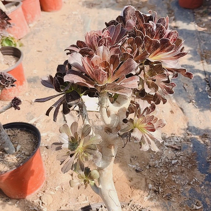拉丝锦妖状!一物一拍