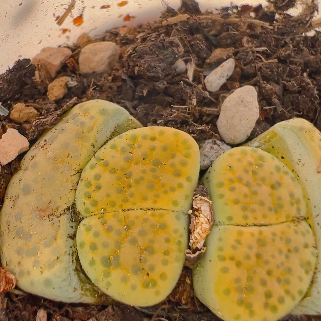 120多肉植物百科知识