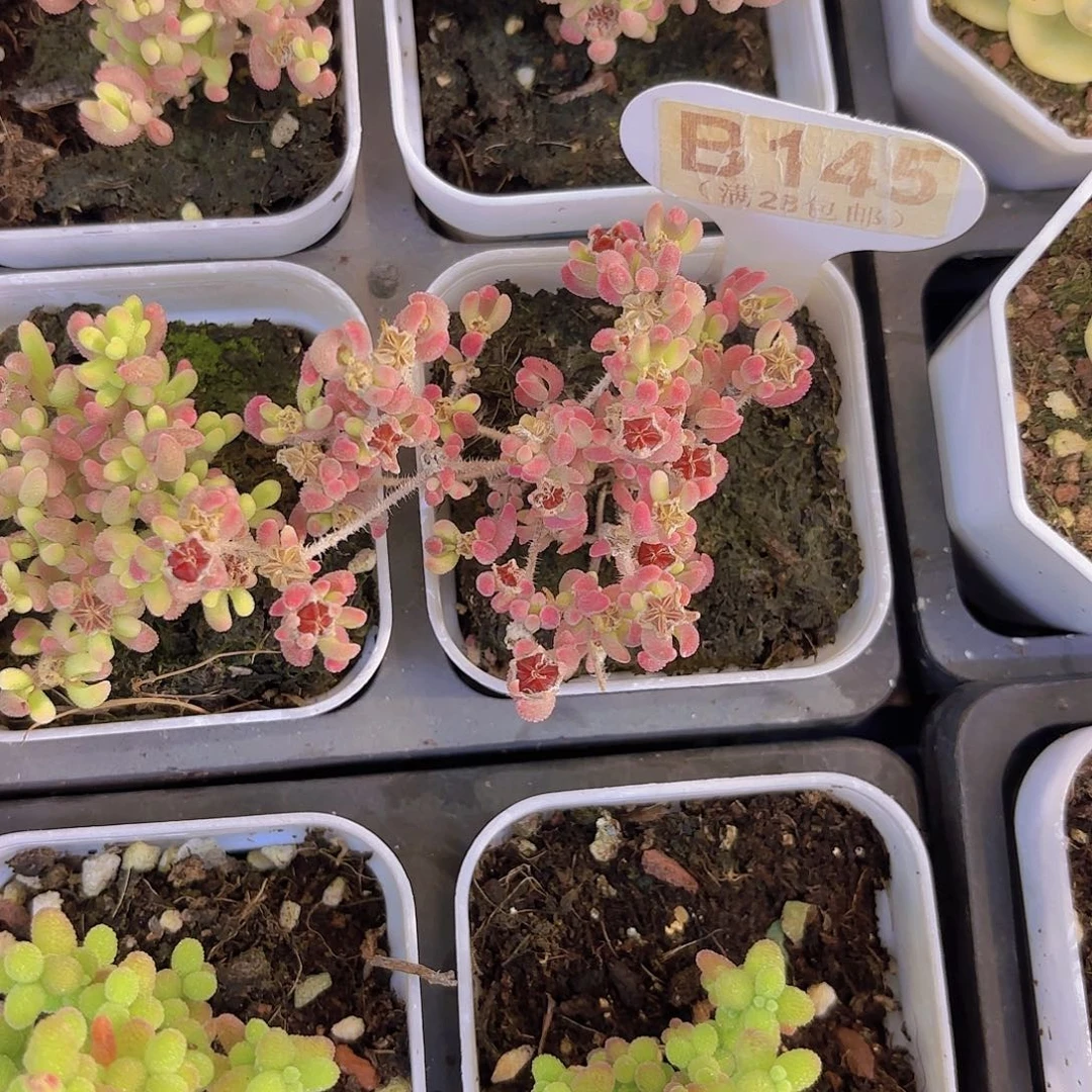 B145红宝石锦一物一拍