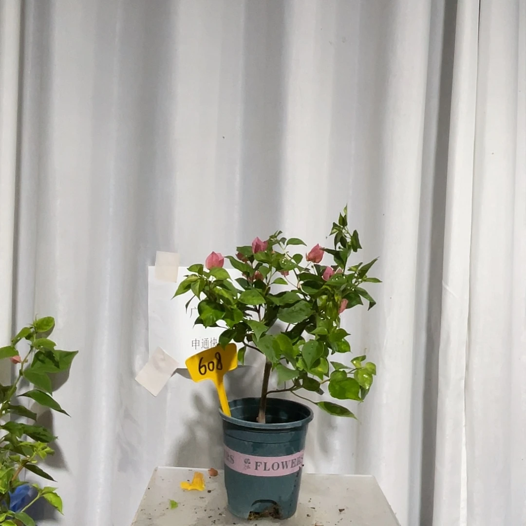 当前无花栽培后可以开花608暗斑夕阳红细杆子