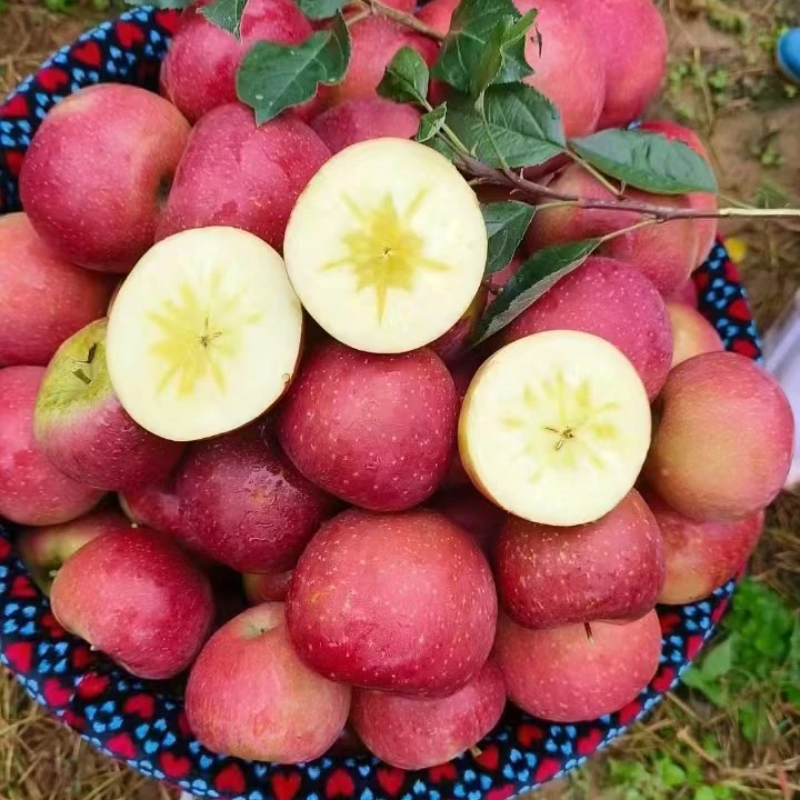 云南高山酥脆甜糖心丑苹果