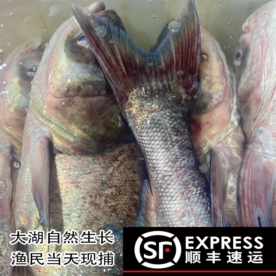 【胖头鱼】直播间称重，顺丰发货